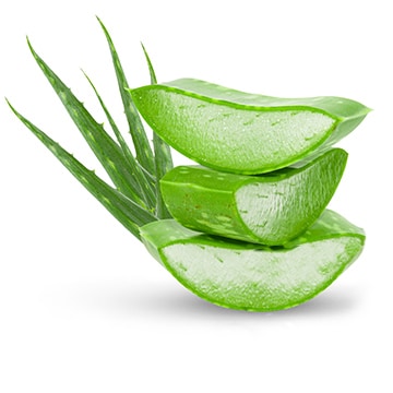 Principe actif aloe Vera