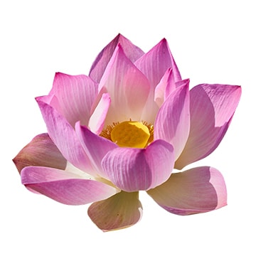 Principe actif fleur de lotus