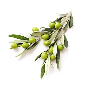 Principe actif olive